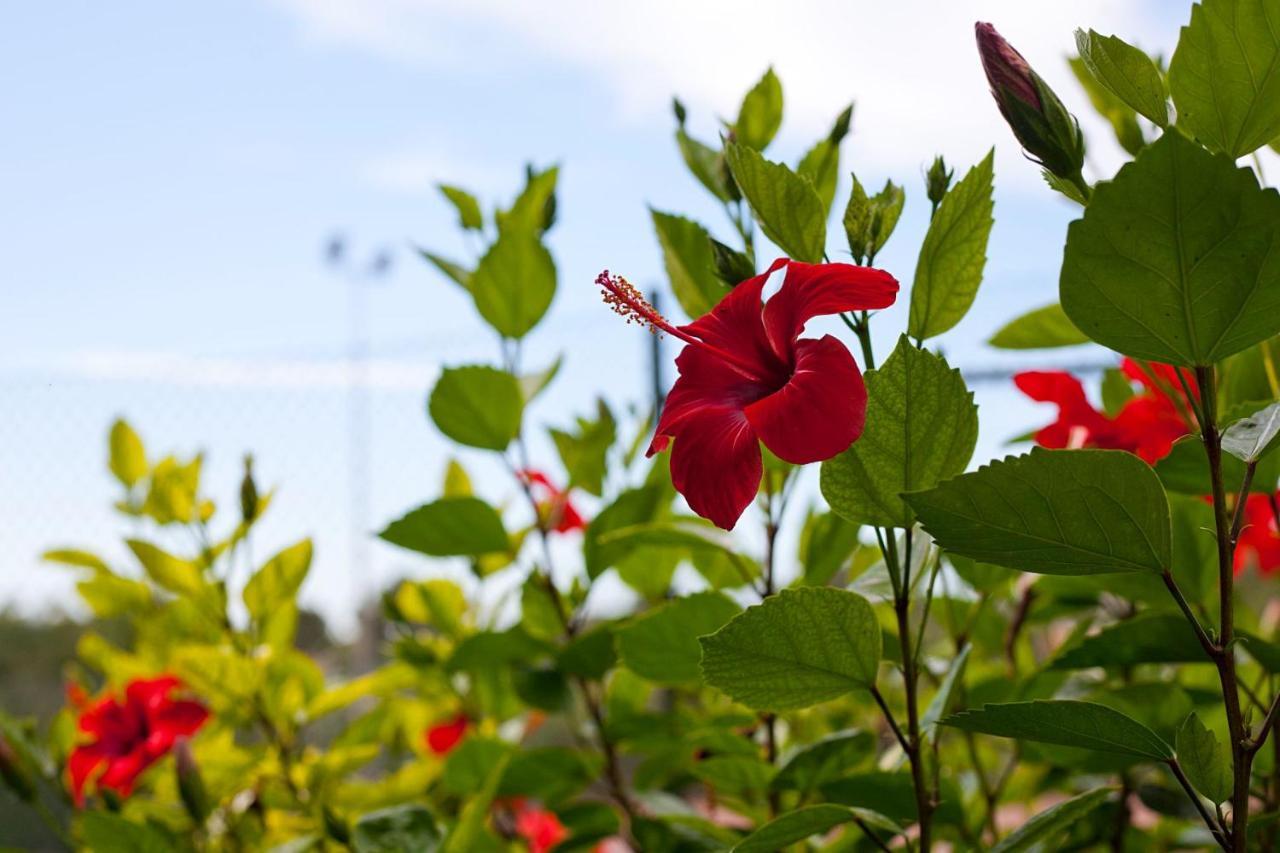 Apartamentos Cala Murada Tennis Dış mekan fotoğraf